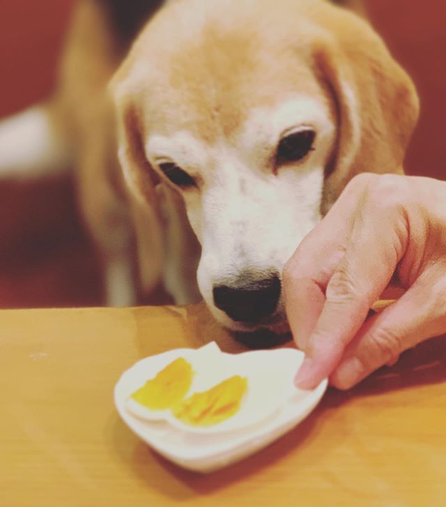 🥚ボクの分だよ🥚﻿﻿﻿コタのゆで卵に﻿パパの手が…⁈﻿﻿コタは﻿ゆで卵から﻿目が離せません🤣﻿﻿﻿#ペット食育﻿#ゆで卵﻿#虎太郎﻿ (Instagram)