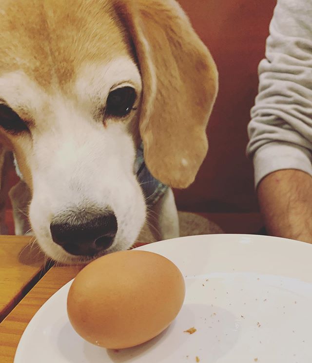 🥚ゆで卵…🥚﻿﻿ゆで卵だけど﻿なんか違うよ…﻿﻿﻿カラ付きの﻿ゆで卵に﻿戸惑うコタでした🤣﻿﻿﻿#犬との暮らし﻿#ペットライフコミュニケーター #上恵野倖子﻿﻿﻿ (Instagram)