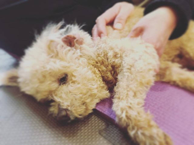 まったり整体DAY﻿﻿今日は「歩くいぬ」の﻿@inuseitai.kobe﻿犬の整体DAYでした﻿﻿﻿わんちゃん達はまったりと﻿メンテナンスタイム﻿﻿大好評の﻿整体DAY﻿4月は満員御礼と﻿なりました。﻿﻿5月27日は﻿空きがございます﻿﻿﻿#犬の整体 #歩くいぬ #わんこのヒーリングスペースtalkwithcocoro ﻿ (Instagram)
